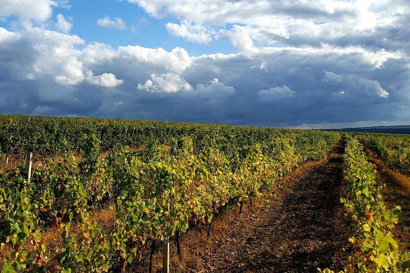 Виноградники в окрестностях Рашкова
